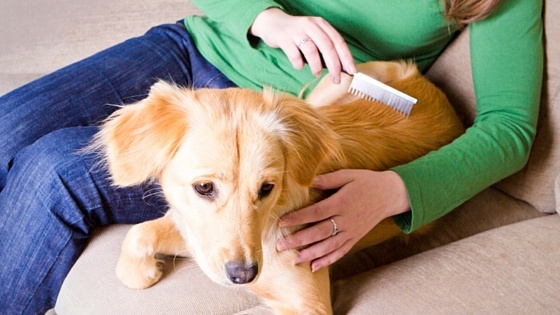 dog-product-brush-cute-puppy.jpg dog-product-brush-cute-puppy.jpg