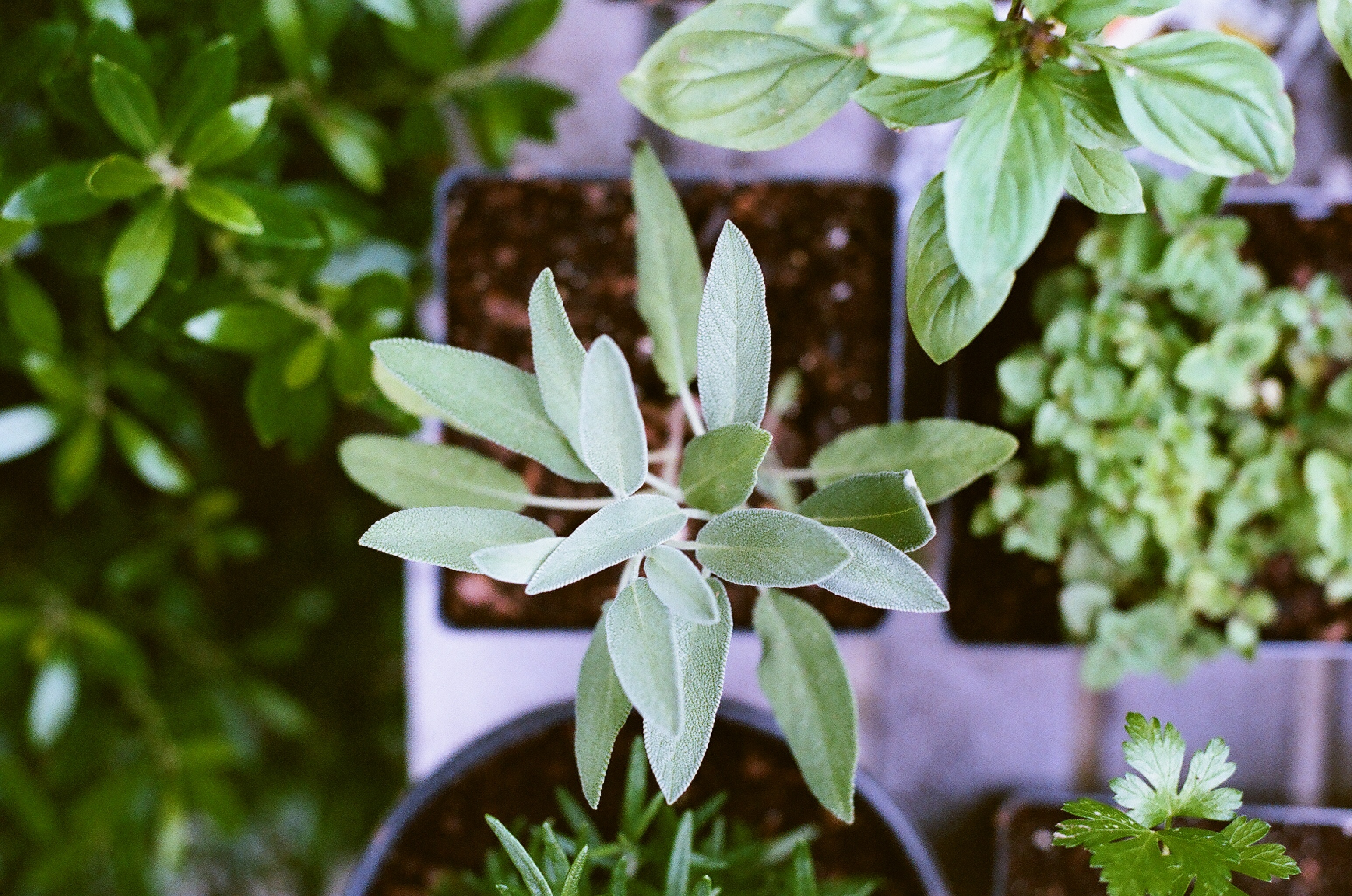 green-plants-growing green-plants-growing