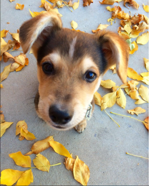 Cute puppy with fall leaves Cute-puppy-with-fall-leaves