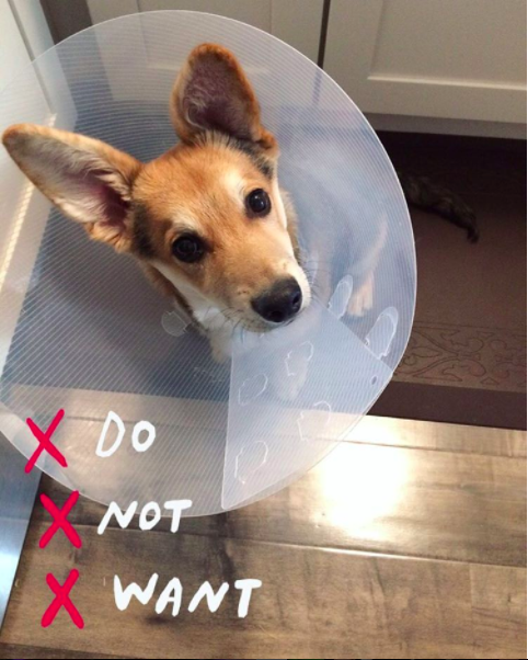 Cute puppy wearing a cone Cute-puppy-wearing-a-cone